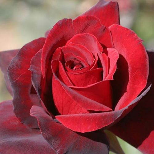 Rozen bestellen en bezorgen - theehybriden - rood - Rosa Oklahoma™ - sterk geurende roos - Swim & Weeks - -